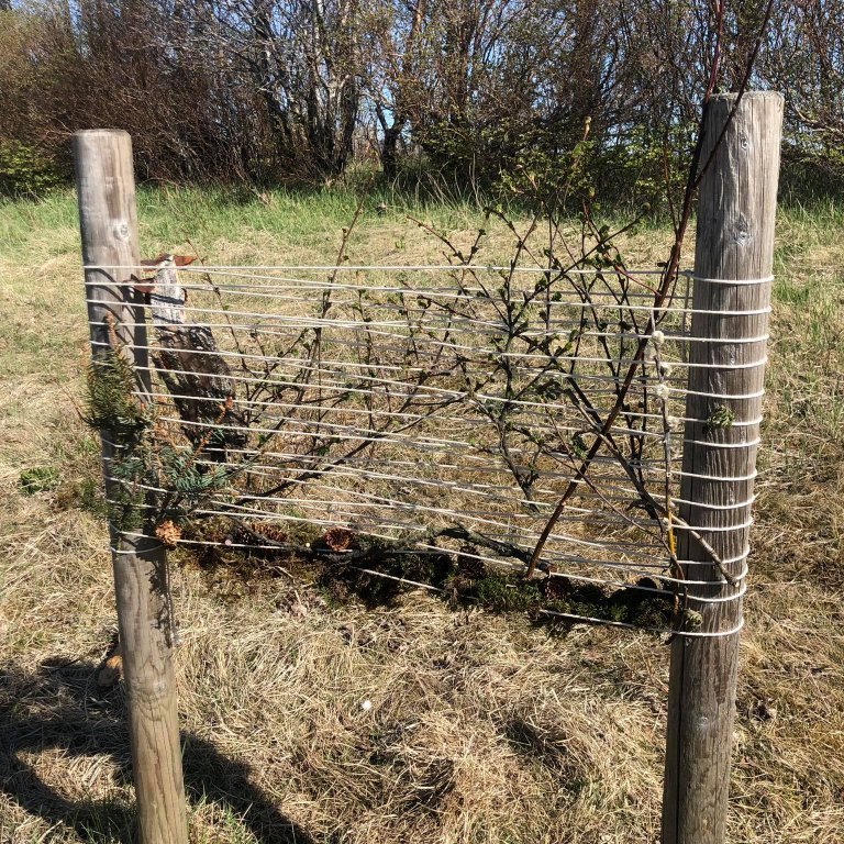 190902901_341731510771126_4526985215855250227_n