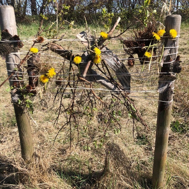 192126080_265628491847301_1346357873674778560_n