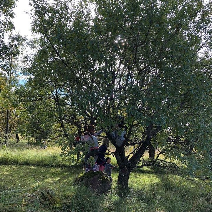 42434903_735891426803498_5835477717528608768_n