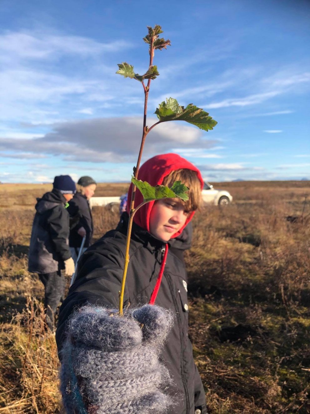 Gróðursetning í Melaskógi haust 2020