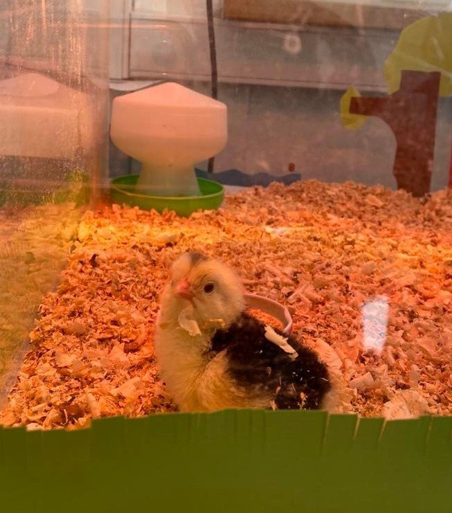 Náttúrufræði í 5.bekk : Fyrsti unginn er kominn