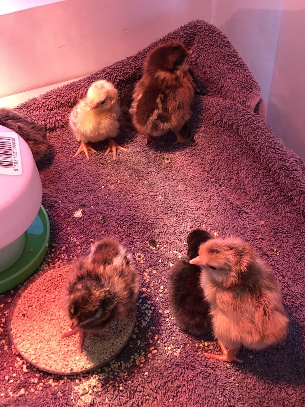 Páskaungar í 5. bekk