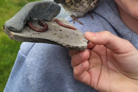 Ruslatínsla og pyslupartý