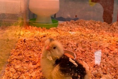 Náttúrufræði í 5.bekk : Fyrsti unginn er kominn