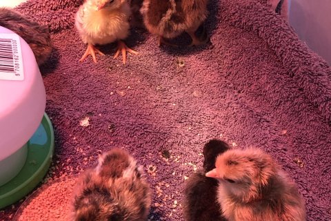 Páskaungar í 5. bekk